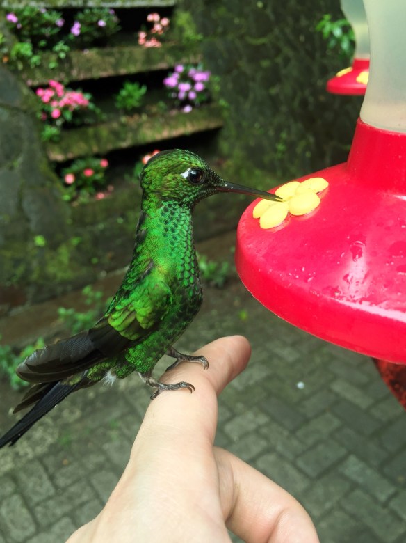 Green hummingbird