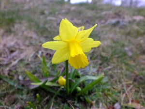 credit-flickr-wm-horsburgh